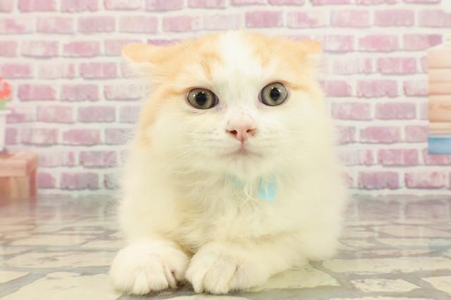 北海道のラガマフィン (Coo&RIKU札幌東店/2025年1月28日生まれ/男の子/レッドタビーホワイト)の子猫