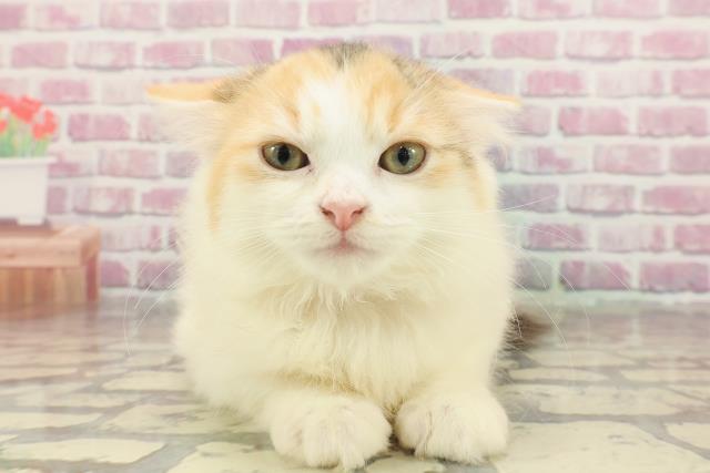 岩手県のラガマフィン (Coo&RIKU岩手盛岡店/2025年1月28日生まれ/女の子/キャリコ)の子猫