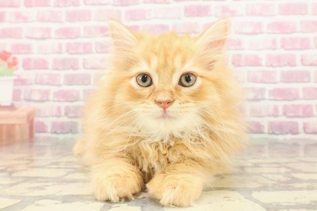 神奈川県のサイベリアン (Coo&RIKU横浜青葉店/2025年2月10日生まれ/男の子/レッドタビー)の子猫