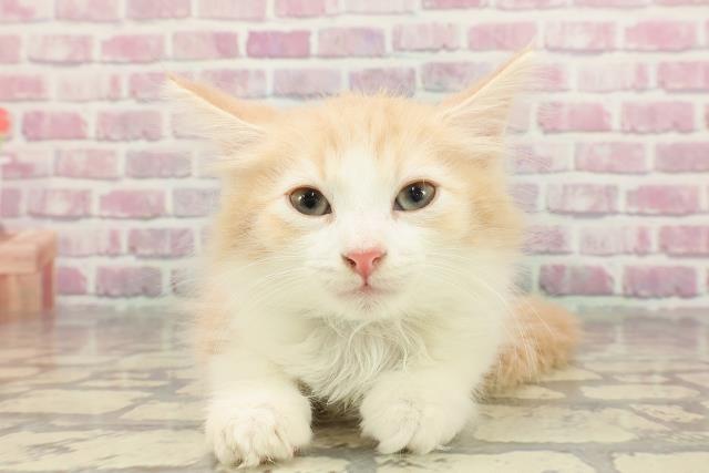 ノルウェージャン・フォレストキャット