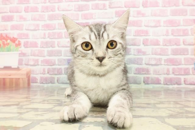 新潟県のアメリカンカール (Coo&RIKU長岡店/2024年12月28日生まれ/女の子/シルバータビー)の子猫