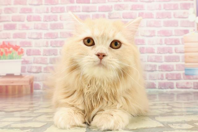 栃木県のサイベリアン (Coo&RIKU足利店/2024年9月28日生まれ/女の子/クリームタビー)の子猫