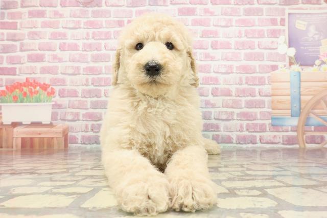 神奈川県のスタンダードプードル (Coo&RIKU横須賀店/2025年3月1日生まれ/女の子/クリーム)の子犬