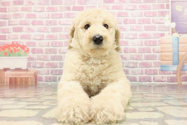 東京都のスタンダードプードル (Coo&RIKU八王子西店/2025年3月1日生まれ/女の子/クリーム)の子犬
