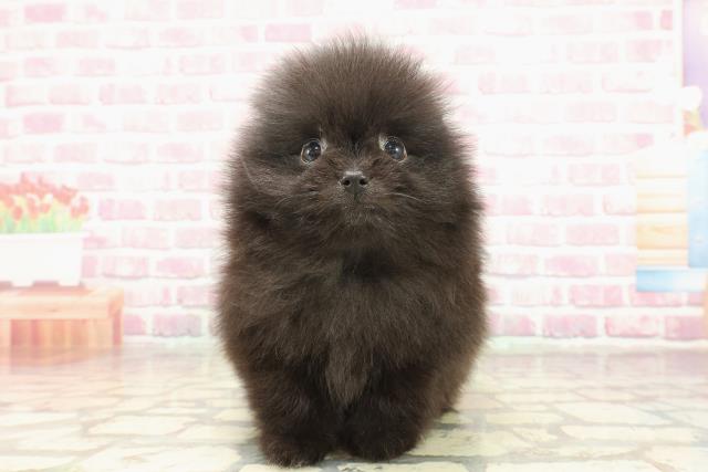 東京都のポメラニアン (Coo&RIKU池袋西口店/2025年3月4日生まれ/男の子/ブラック)の子犬