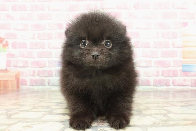 東京都のポメラニアン (Coo&RIKU新宿三丁目店/2025年3月4日生まれ/男の子/ブラック)の子犬