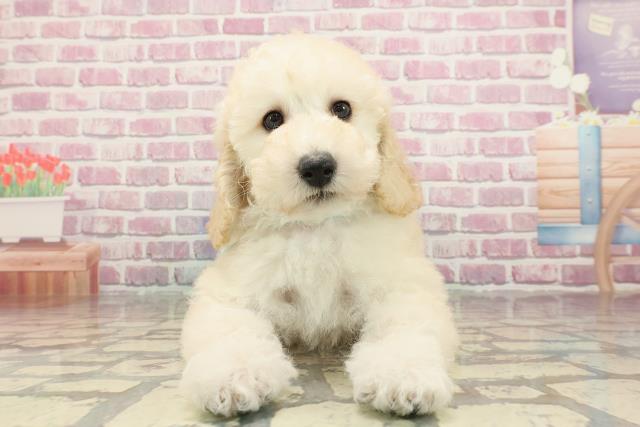 北海道のミディアムプードル (Coo&RIKU札幌東店/2025年3月2日生まれ/男の子/クリーム)の子犬