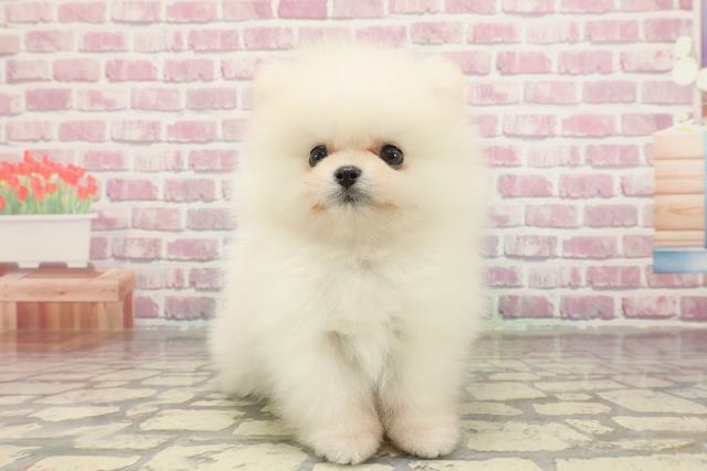 東京都のポメラニアン (Coo&RIKU中野サンモール店/2025年3月3日生まれ/女の子/ホワイト)の子犬