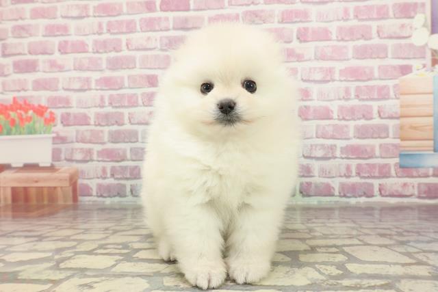 栃木県のポメラニアン (Coo&RIKU宇都宮店/2025年3月4日生まれ/女の子/クリーム)の子犬