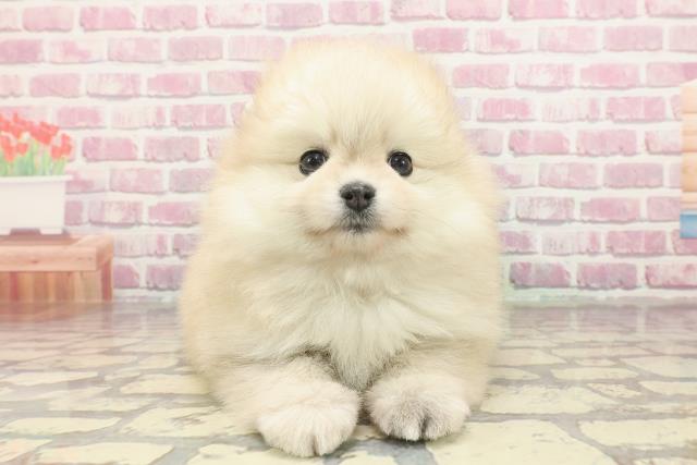 神奈川県のポメラニアン (Coo&RIKU相模原店/2025年3月2日生まれ/女の子/クリームセーブル)の子犬