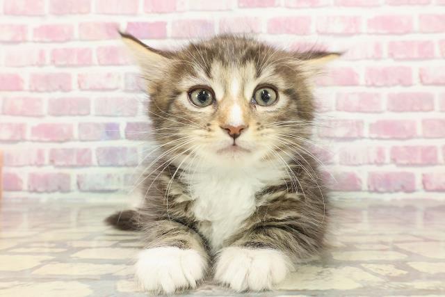 東京都のメインクーン (Coo&RIKU東久留米店/2025年3月3日生まれ/男の子/ブラウンタビーホワイト)の子猫