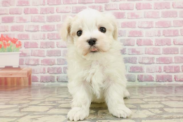沖縄県のマルチーズ (Coo&RIKU沖縄浦添店/2025年3月2日生まれ/女の子/ホワイト)の子犬