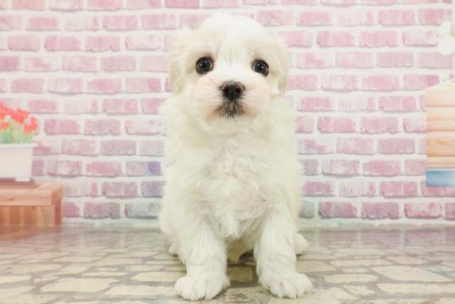 群馬県のマルチーズ (Coo&RIKU前橋店/2025年3月2日生まれ/女の子/ホワイト)の子犬