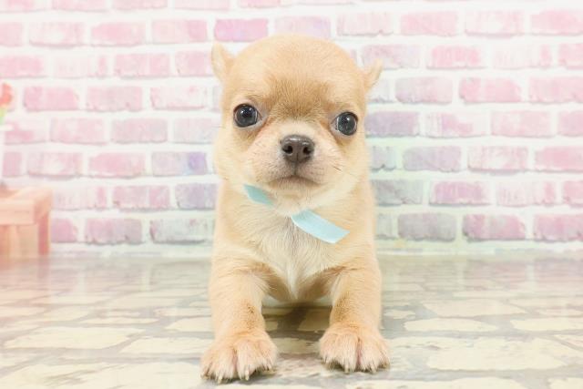 群馬県のチワワ(スムース) (Coo&RIKU伊勢崎店/2025年3月4日生まれ/男の子/フォーン)の子犬