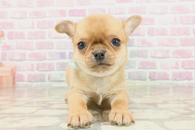 東京都のチワワ(スムース) (Coo&RIKU池袋西口店/2025年3月4日生まれ/男の子/フォーン)の子犬