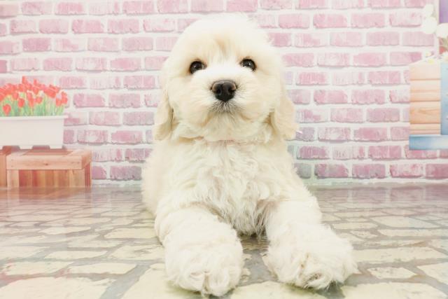 東京都のハーフ犬・ミックス犬 (Coo&RIKU東久留米店/2025年3月1日生まれ/女の子/クリーム)の子犬