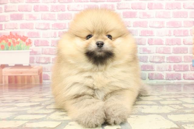 東京都のポメラニアン (Coo&RIKU浅草店/2025年3月2日生まれ/男の子/オレンジ)の子犬
