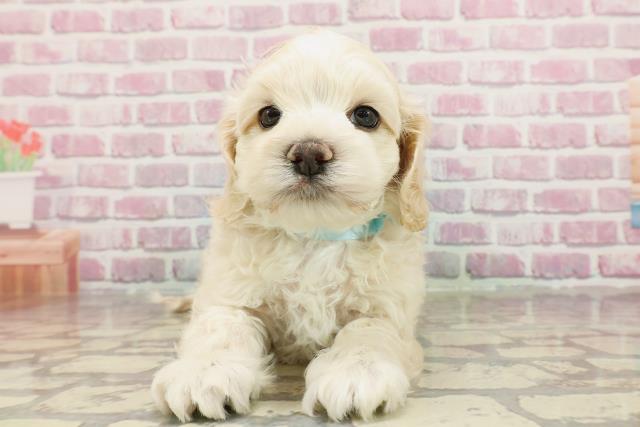 東京都のハーフ犬・ミックス犬 (Coo&RIKU府中店/2025年3月2日生まれ/男の子/クリームホワイト)の子犬