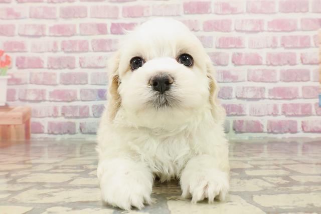 東京都のハーフ犬・ミックス犬 (Coo&RIKU八王子西店/2025年3月2日生まれ/男の子/クリームホワイト)の子犬