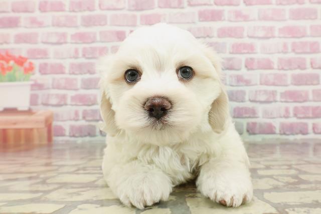 埼玉県のハーフ犬・ミックス犬 (Coo&RIKU川越店/2025年3月2日生まれ/男の子/クリームホワイト)の子犬