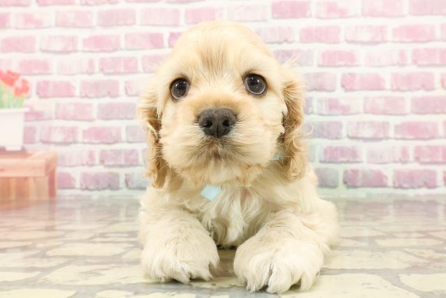 埼玉県のハーフ犬・ミックス犬 (Coo&RIKU熊谷ニットーモール店/2025年3月2日生まれ/男の子/バフ)の子犬