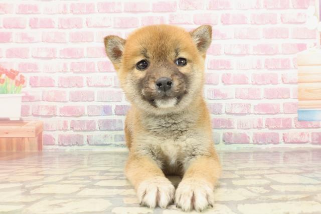 神奈川県の柴犬(標準サイズ) (Coo&RIKU横浜青葉店/2025年3月3日生まれ/男の子/赤)の子犬