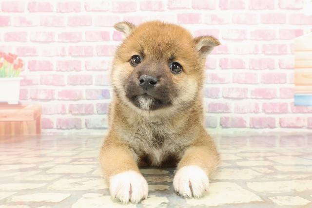 埼玉県の柴犬(標準サイズ) (Coo&RIKUアニマルケアセンター大宮/2025年3月4日生まれ/男の子/赤)の子犬