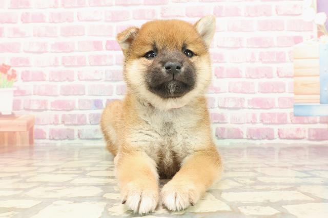 埼玉県の柴犬(標準サイズ) (Coo&RIKUアニマルケアセンター大宮/2025年3月4日生まれ/女の子/赤)の子犬