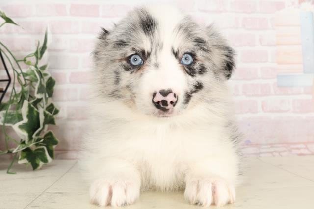 福岡県のボーダーコリー (Coo&RIKU福岡古賀店/2025年1月6日生まれ/男の子/ブルーマール)の子犬