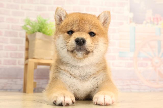 愛知県の柴犬(標準サイズ) (Coo&RIKU豊橋店/2025年3月3日生まれ/女の子/赤)の子犬