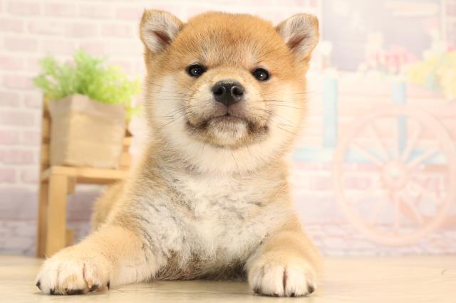 愛知県の柴犬(標準サイズ) (Coo&RIKU名古屋滝ノ水店/2025年3月3日生まれ/女の子/赤)の子犬