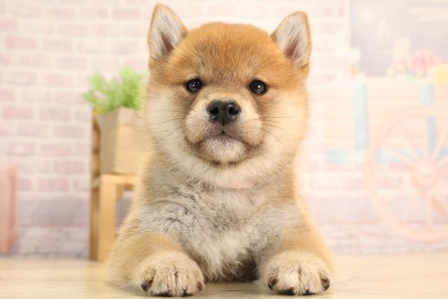 三重県の柴犬(標準サイズ) (Coo&RIKU四日市店/2025年3月3日生まれ/女の子/赤)の子犬