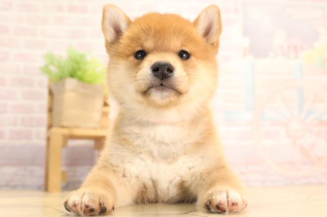 愛知県の柴犬(標準サイズ) (Coo&RIKU岡崎店/2025年3月3日生まれ/女の子/赤)の子犬