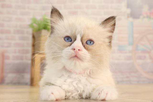 静岡県のラグドール (Coo&RIKU藤枝店/2025年3月2日生まれ/女の子/シールポイントバイカラー)の子猫