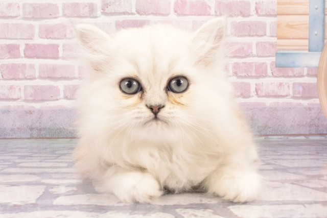 兵庫県のペルシャ (Coo&RIKU神戸垂水店/2025年2月27日生まれ/男の子/シルバー)の子猫