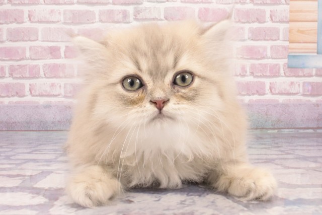 兵庫県のペルシャ (Coo&RIKU姫路店/2025年2月27日生まれ/男の子/シルバー)の子猫