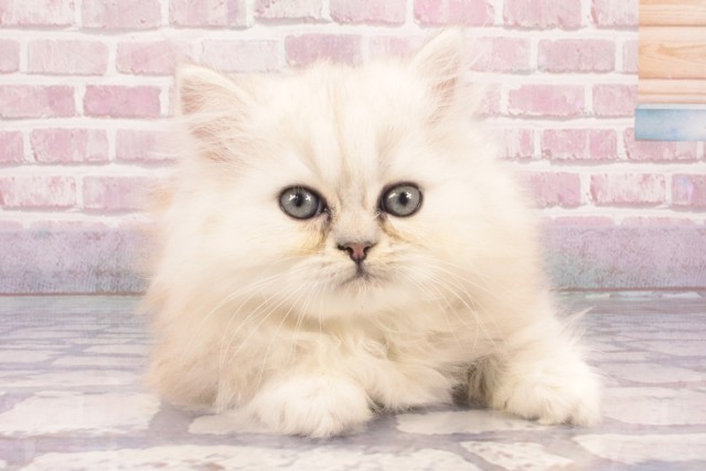 大阪府のペルシャ (Coo&RIKU城東古市店/2025年2月27日生まれ/男の子/シルバー)の子猫