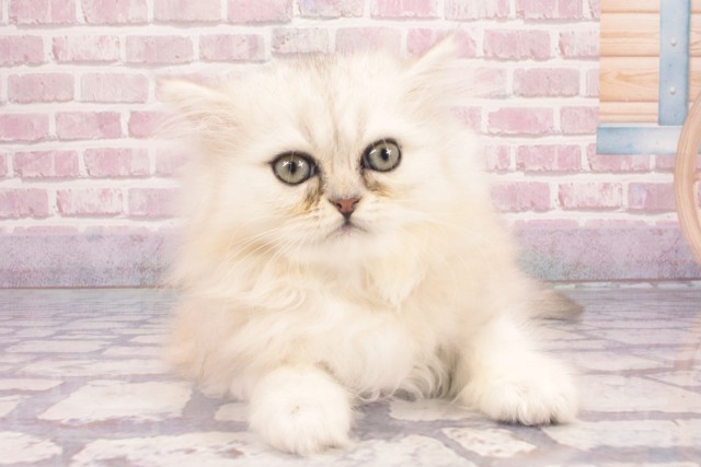 大阪府のペルシャ (Coo&RIKU高槻店/2025年2月27日生まれ/男の子/シルバー)の子猫