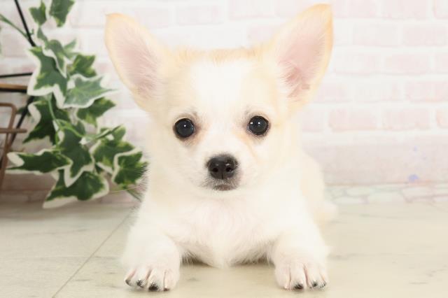 福岡県のチワワ(ロング) (Coo&RIKU筑後店/2025年3月4日生まれ/男の子/クリームホワイト)の子犬