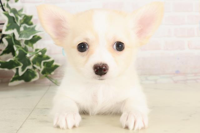 福岡県のチワワ(ロング) (Coo&RIKU黒崎店/2025年3月4日生まれ/男の子/クリームホワイト)の子犬