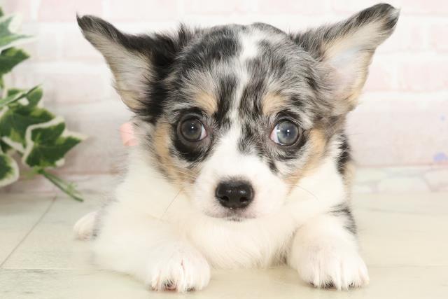 熊本県のチワワ(ロング) (Coo&RIKUイオンモール宇城店/2025年3月4日生まれ/女の子/ブルーマール)の子犬