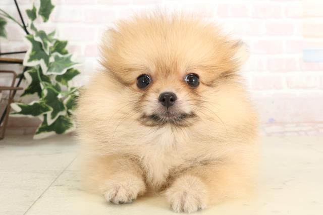 佐賀県のポメラニアン (Coo&RIKU佐賀神埼店/2025年3月3日生まれ/男の子/オレンジ)の子犬