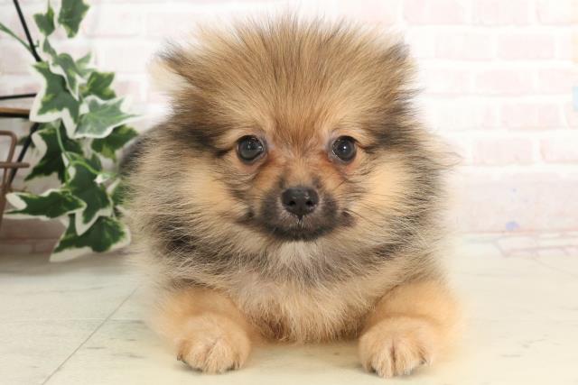 福岡県のポメラニアン (Coo&RIKU久留米店/2025年3月3日生まれ/男の子/ウルフセーブル)の子犬