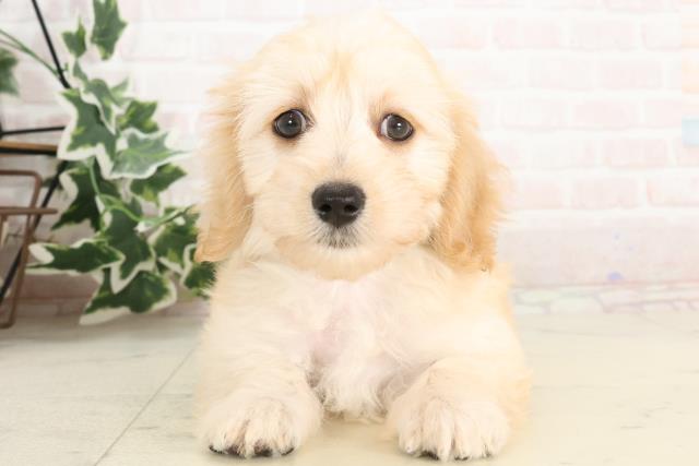 大分県のマルックス(マルチーズ×ダックス) (Coo&RIKU大分店/2025年3月3日生まれ/男の子/イエロー)の子犬