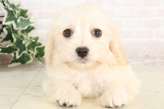 大分県のマルックス(マルチーズ×ダックス) (Coo&RIKU大分店/2025年3月3日生まれ/女の子/ホワイト)の子犬