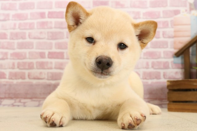 福岡県の豆柴 (Coo&RIKU福岡東店/2025年3月3日生まれ/男の子/白)の子犬