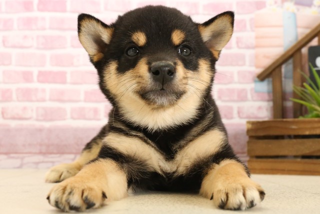 福岡県の豆柴 (Coo&RIKU福岡古賀店/2025年3月3日生まれ/女の子/黒)の子犬