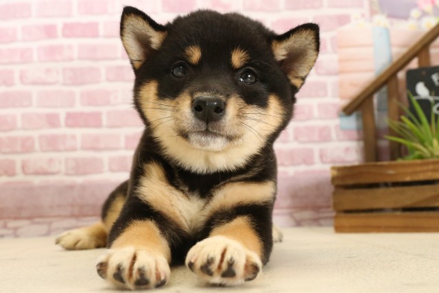 福岡県の豆柴 (Coo&RIKU小倉店/2025年3月3日生まれ/女の子/黒)の子犬