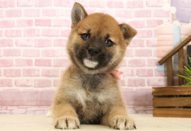 福岡県の柴犬(標準サイズ) (Coo&RIKU黒崎店/2025年3月4日生まれ/女の子/赤)の子犬