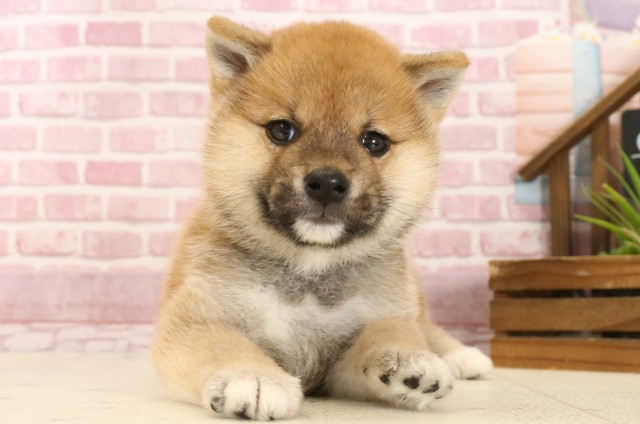 佐賀県の柴犬(標準サイズ) (Coo&RIKU佐賀神埼店/2025年3月4日生まれ/女の子/赤)の子犬